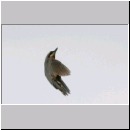 Sitta europaea - Kleiber 07.jpg